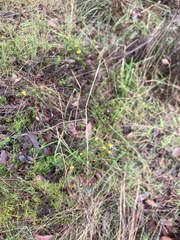 Hibbertia hypericoides hypericoides