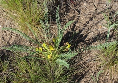 Astragalus buchtormensis