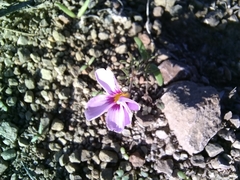 Oxalis burkei