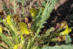 Astragalus buchtormensis