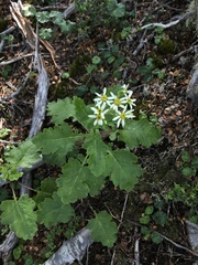 Senecio virens