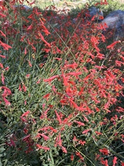 Penstemon rostriflorus