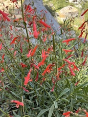 Penstemon rostriflorus