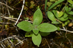 Trichostema oblongum