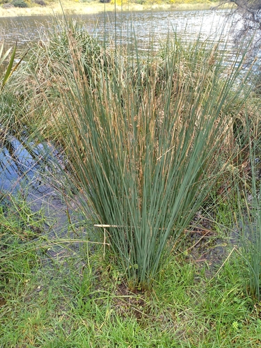 Image of Juncus australis by (c) Leon Perrie, some rights reserved (CC BY)