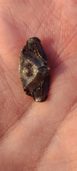Heterocrypta granulata