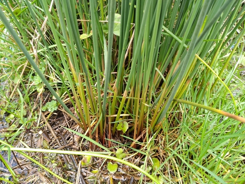 Image of Juncus australis by (c) Leon Perrie, some rights reserved (CC BY)
