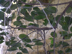 Furcifer angeli