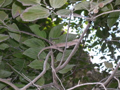 Furcifer angeli