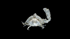 Heterocrypta granulata