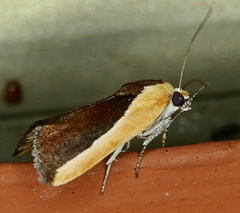 Ponometia exigua
