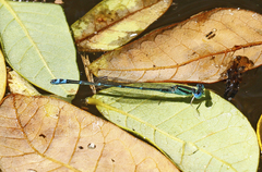 Austroagrion exclamationis