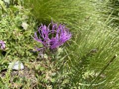 Centaurea nervosa