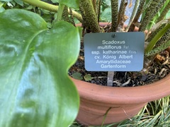 Scadoxus multiflorus katharinae