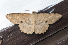 Luxiaria tephrosaria