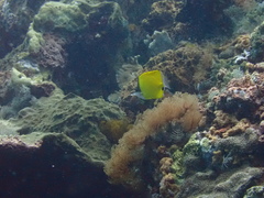 Forcipiger