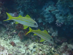 Mulloidichthys vanicolensis