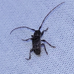 Ecyrus