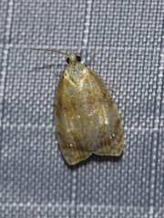 Acleris curvalana