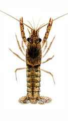 Procambarus braswelli