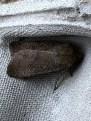 Hoplodrina blanda