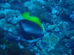 Heniochus singularius