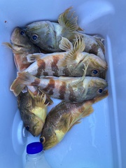 Helicolenus percoides