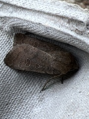 Hoplodrina blanda