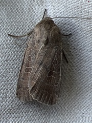 Hoplodrina blanda