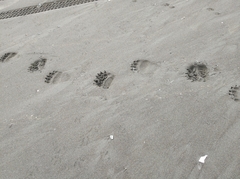 Ursus arctos beringianus