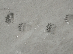 Ursus arctos beringianus