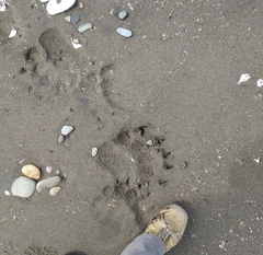 Ursus arctos beringianus