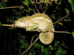 Calumma globifer