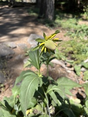 Rudbeckia californica