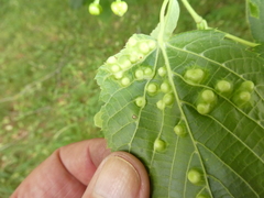 Didymomyia tiliacea