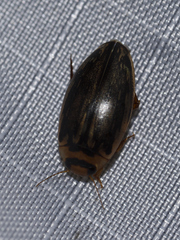 Coptotomus longulus lenticus
