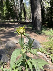 Rudbeckia californica