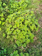 Pelargonium tomentosum