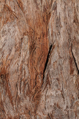 Eucalyptus resinifera