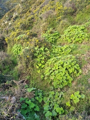 Pelargonium tomentosum