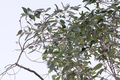 Eucalyptus resinifera
