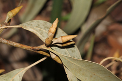 Eucalyptus resinifera
