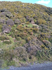 Pelargonium tomentosum