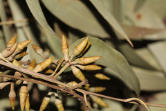 Eucalyptus resinifera