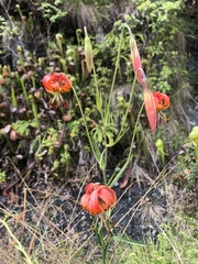 Lilium pardalinum vollmeri