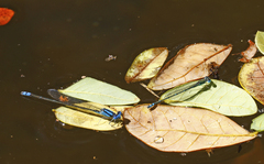 Austroagrion exclamationis