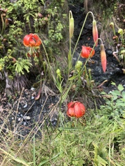 Lilium pardalinum vollmeri