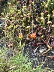 Lilium pardalinum vollmeri