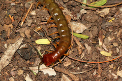 Cormocephalus brachycerus