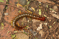 Cormocephalus brachycerus